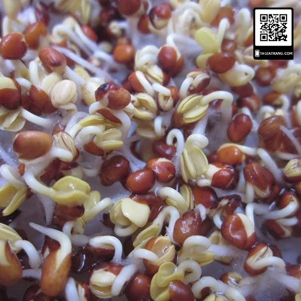 1KG Hạt giống Củ Cải Trắng