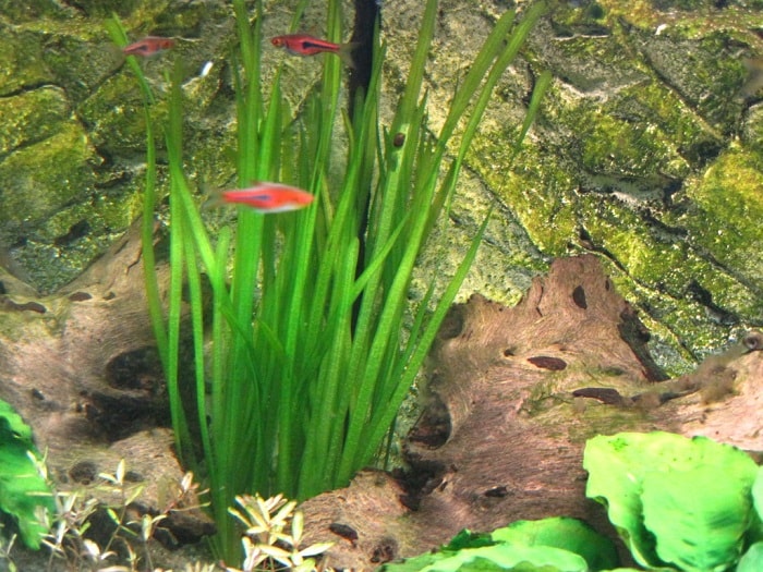 Straight-Stemmed Aquarium Plants (10 Plants)