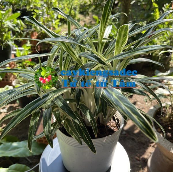 Cây thu tiền + tặng phân bón cho cây khỏe