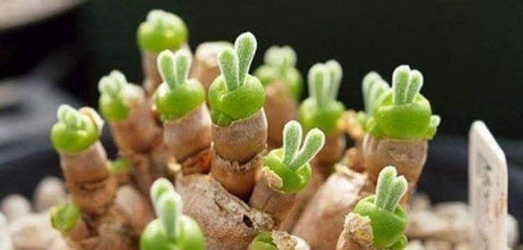 Hạt giống cây tai thỏ