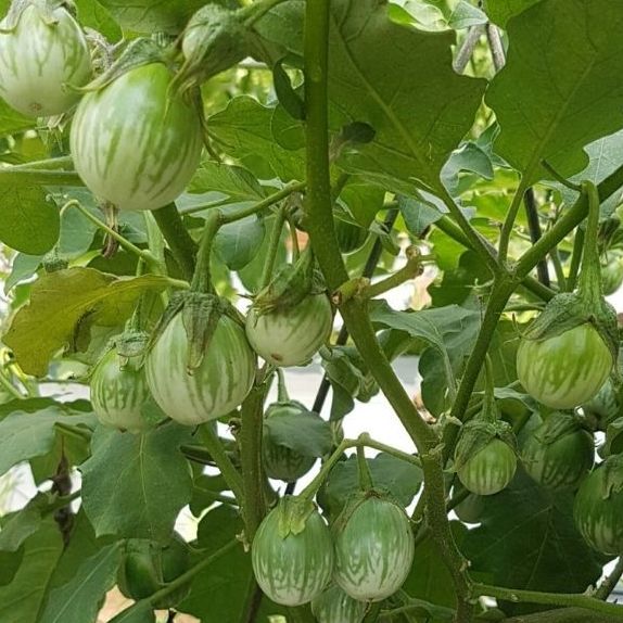 Hạt Giống Cà Ngọt Lai Sai Trái (0.2gr)