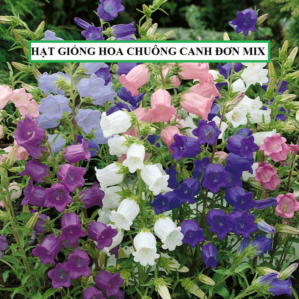 Hạt giống hoa chuông lùn nhiều màu - 50hạt/gói