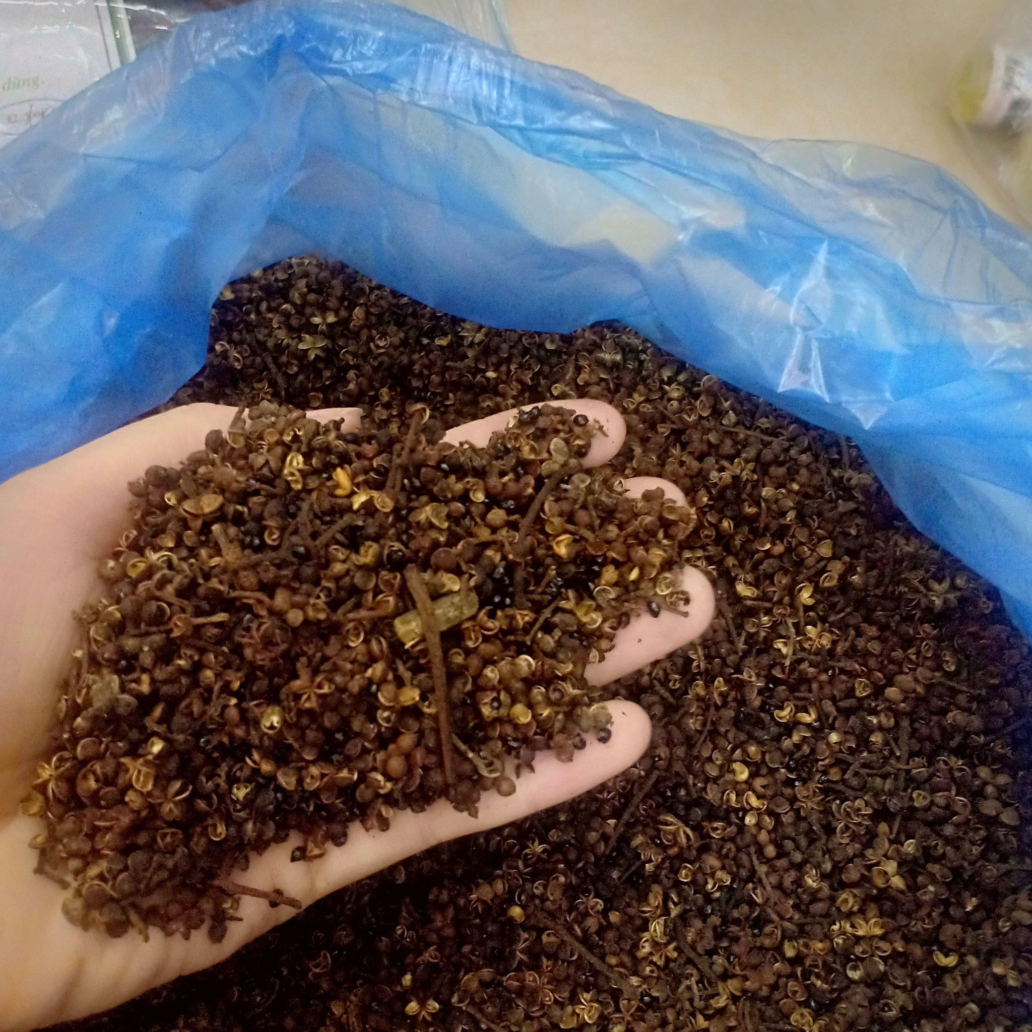 hạt mắc kén 100g