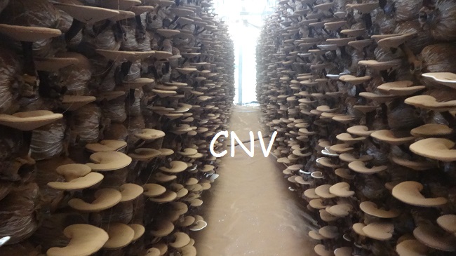 Nấm linh chi đỏ CNV 500g loại thường (Xích chi Việt Nam)