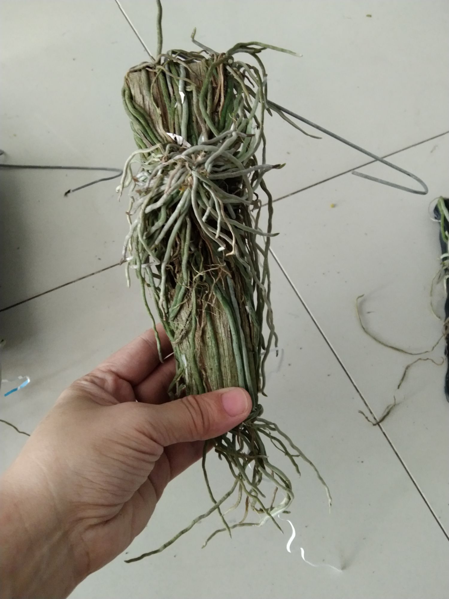 Lan căn diệp Thái ghép gỗ