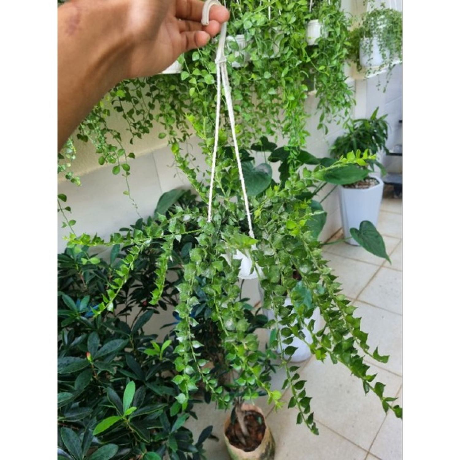 Cây lan tim (chậu treo)