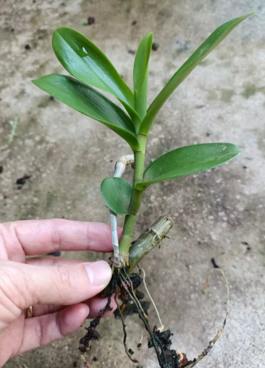 Cây giống hoa lan Ám Mắt Đỏ Cánh Bầu Đại