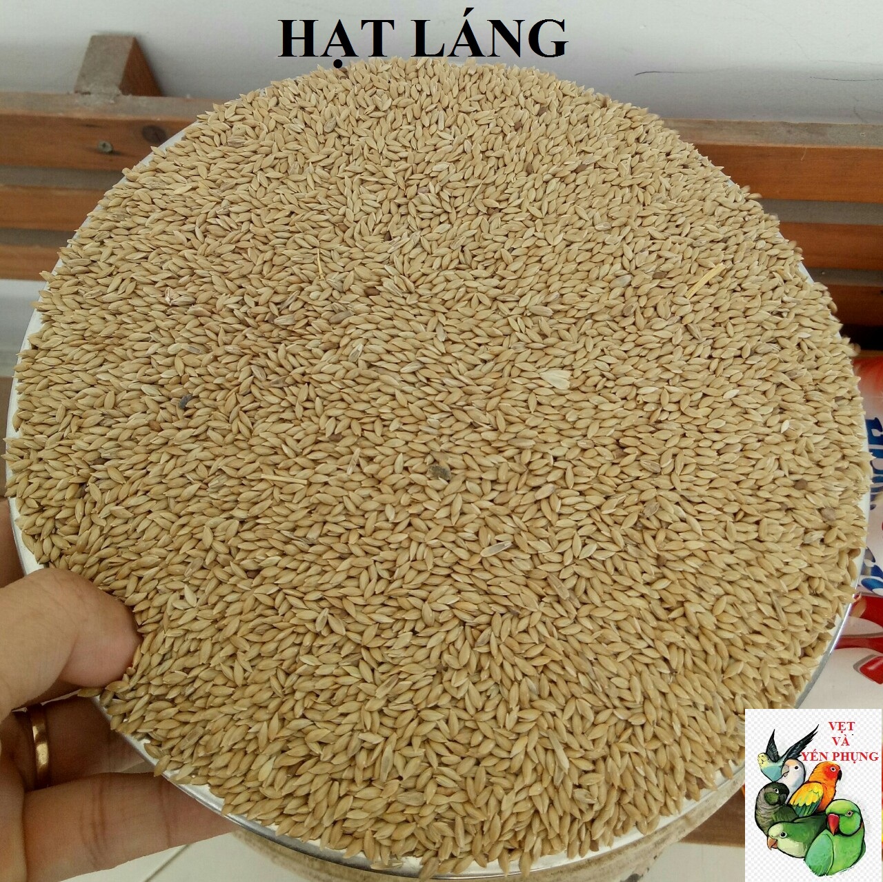 [HCM]500gram hạt láng Argentina cho vẹt yến phụng