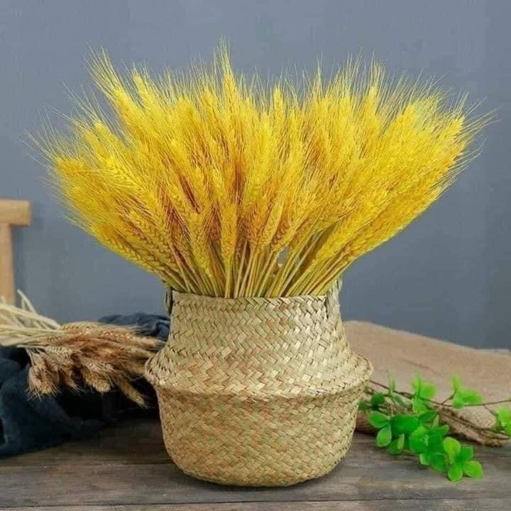 [Bó 100 Bông]Bông Lúa Mạch Vàng Khô Decor Trang Trí Set 100 Bông