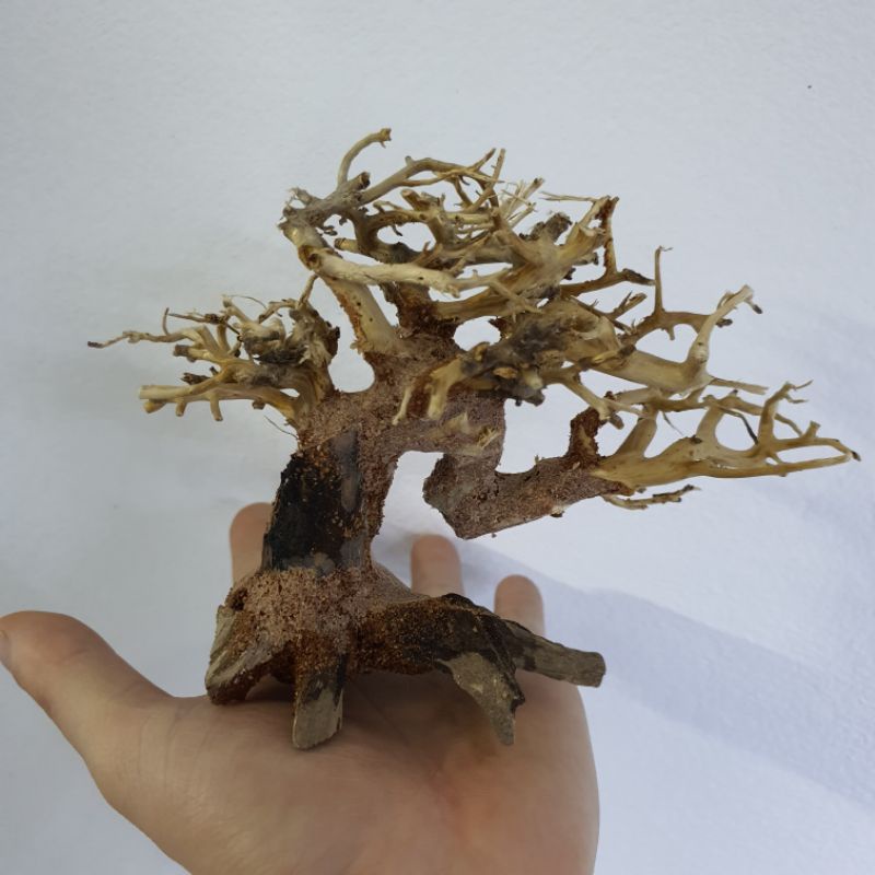 Cây lũa bonsai trang trí hồ bể cá thủy sinh đẹp giá rẻ