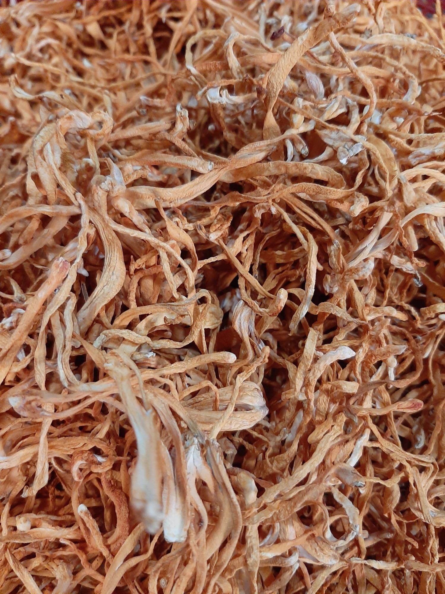 500g Đông trùng hạ thảo khô