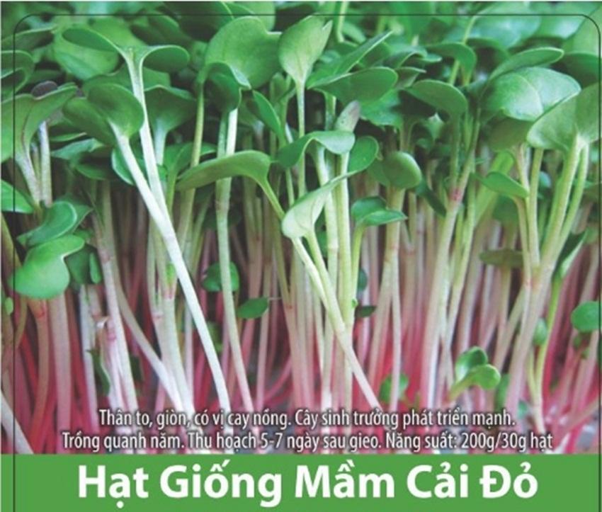 Hạt giống rau mầm củ cải đỏ giòn ngọt
