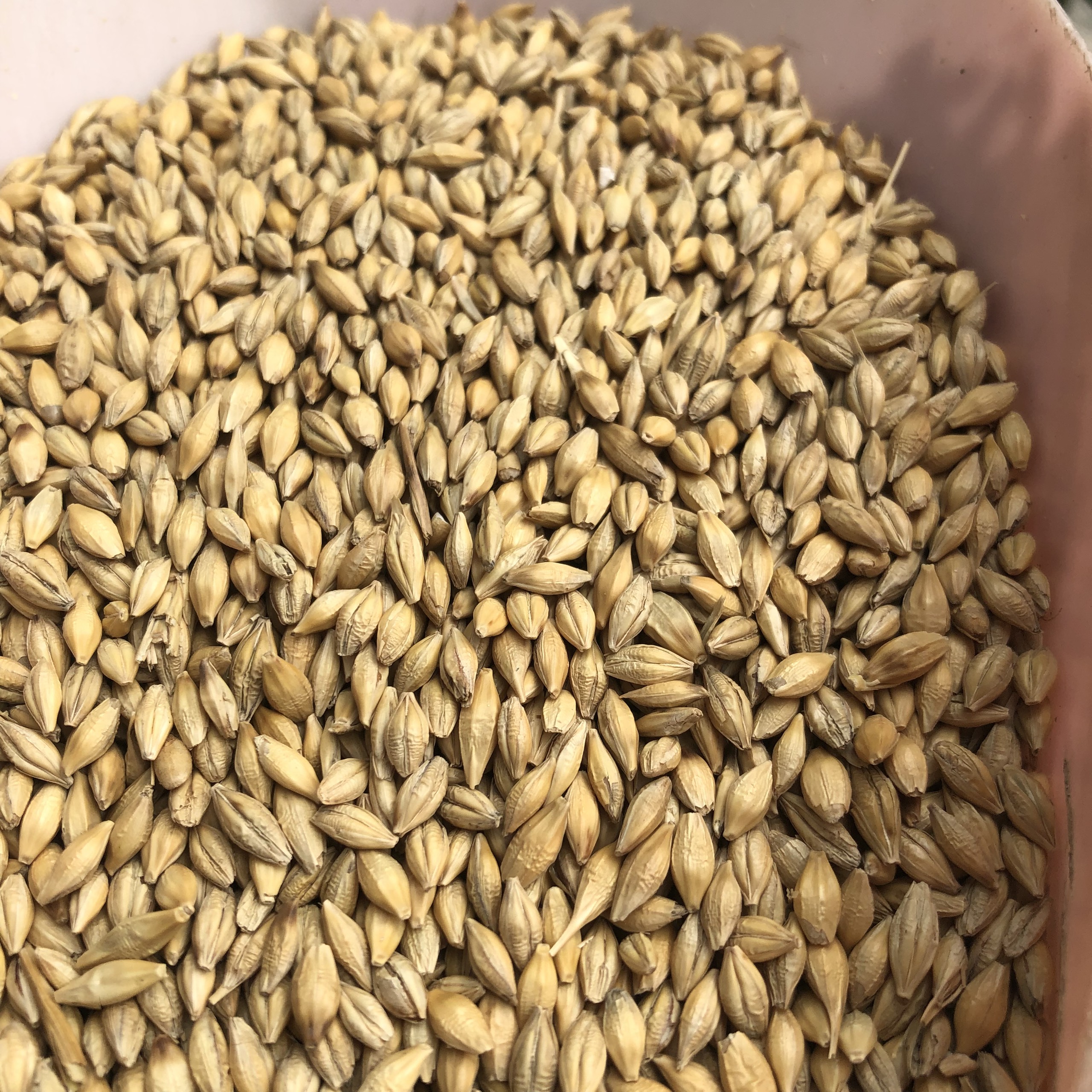 1kg hạt lúa mạch (đại mạch) cho gà, vẹt, hamster ăn