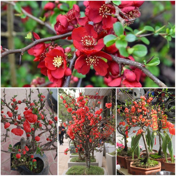 Hoa mai đỏ lùn bonsai Nhật Bản