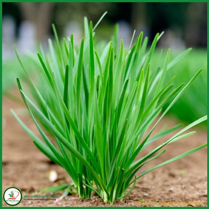 Hạt giống rau hẹ ta -gói 1 gram(tặng kèm phân bón)