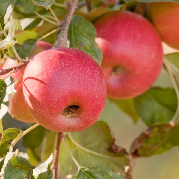 Dwarf apple seeds - Sale Off