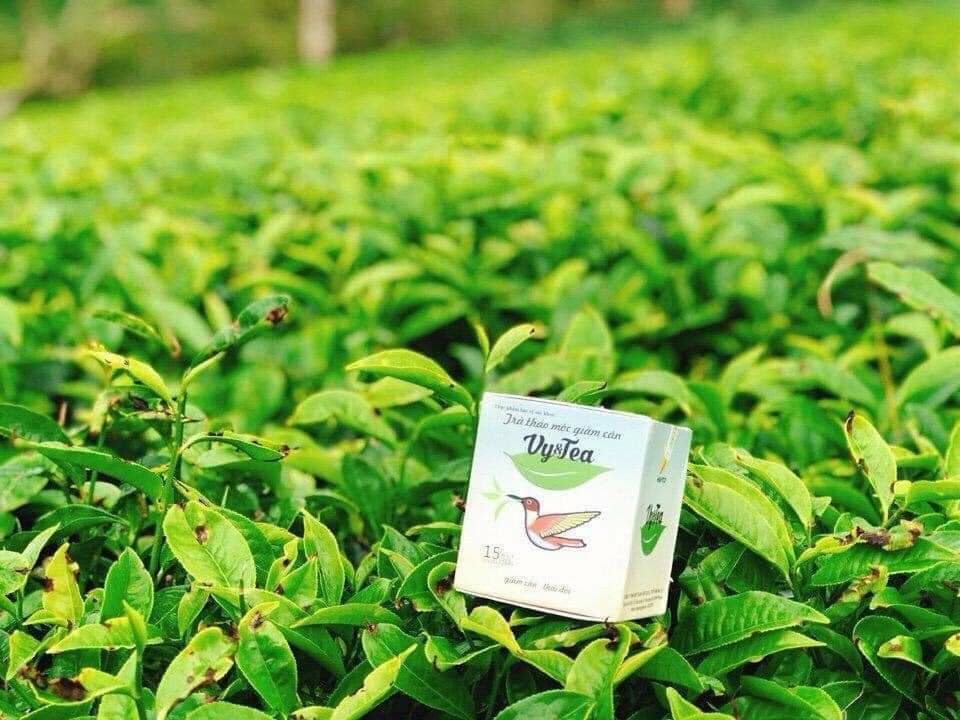 trà thảo dược vy &tea