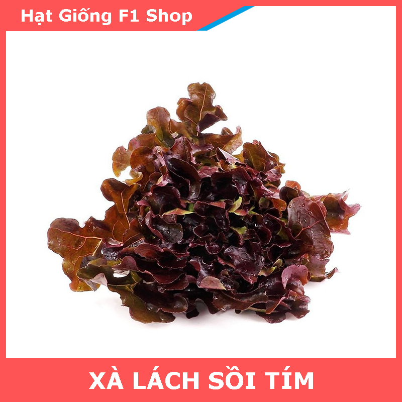 Hạt Giống Xà Lách Oakleaf Sồi Tím Ngon Ngọt