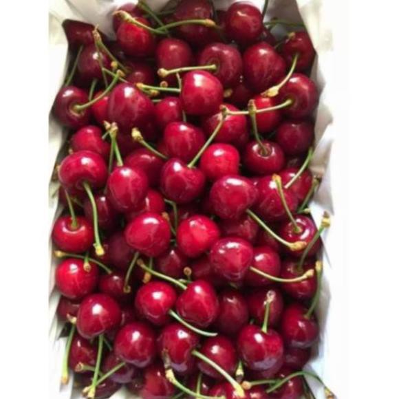 💥 CÂY CHERRY ANH ĐÀO RA QUẢ QUANH NĂM