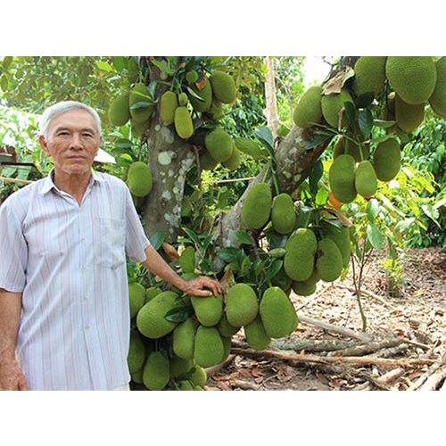 CÂY ĐẸP KHỎE giống mít tố nữ