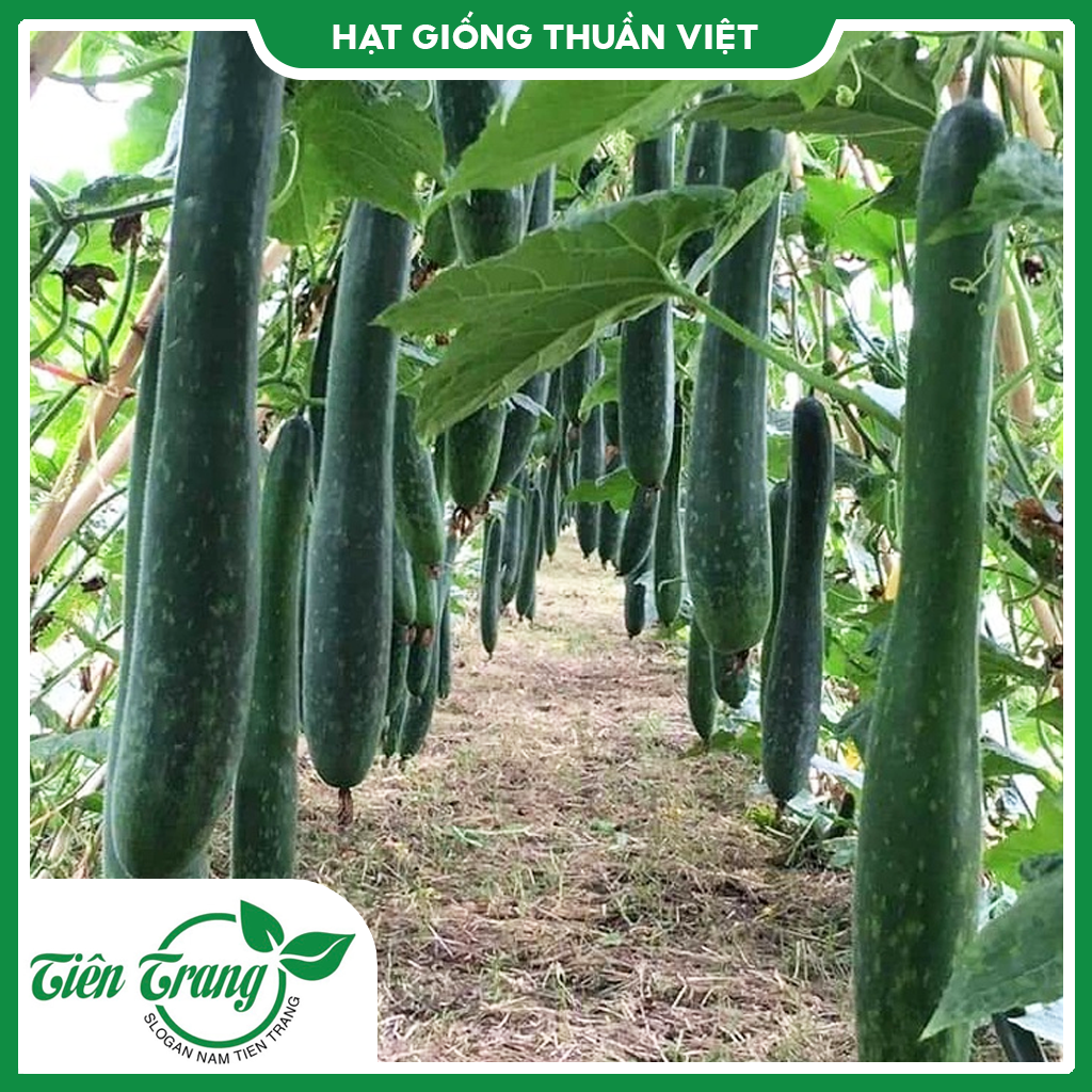 Hạt giống Bí Sặt Cao Sản TN