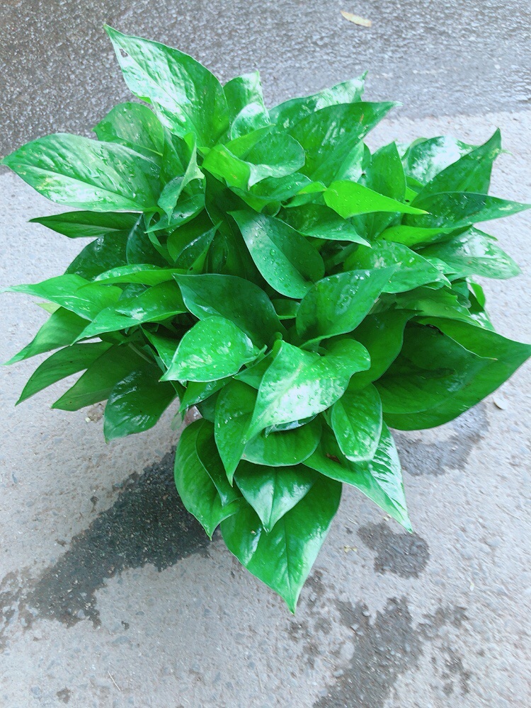 Trầu Bà Thái Thuỷ Sinh Size Đại