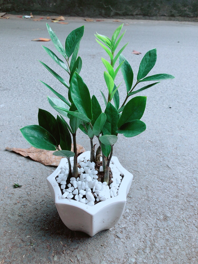 [HCM]Chậu Cây Kim Tiền Thái