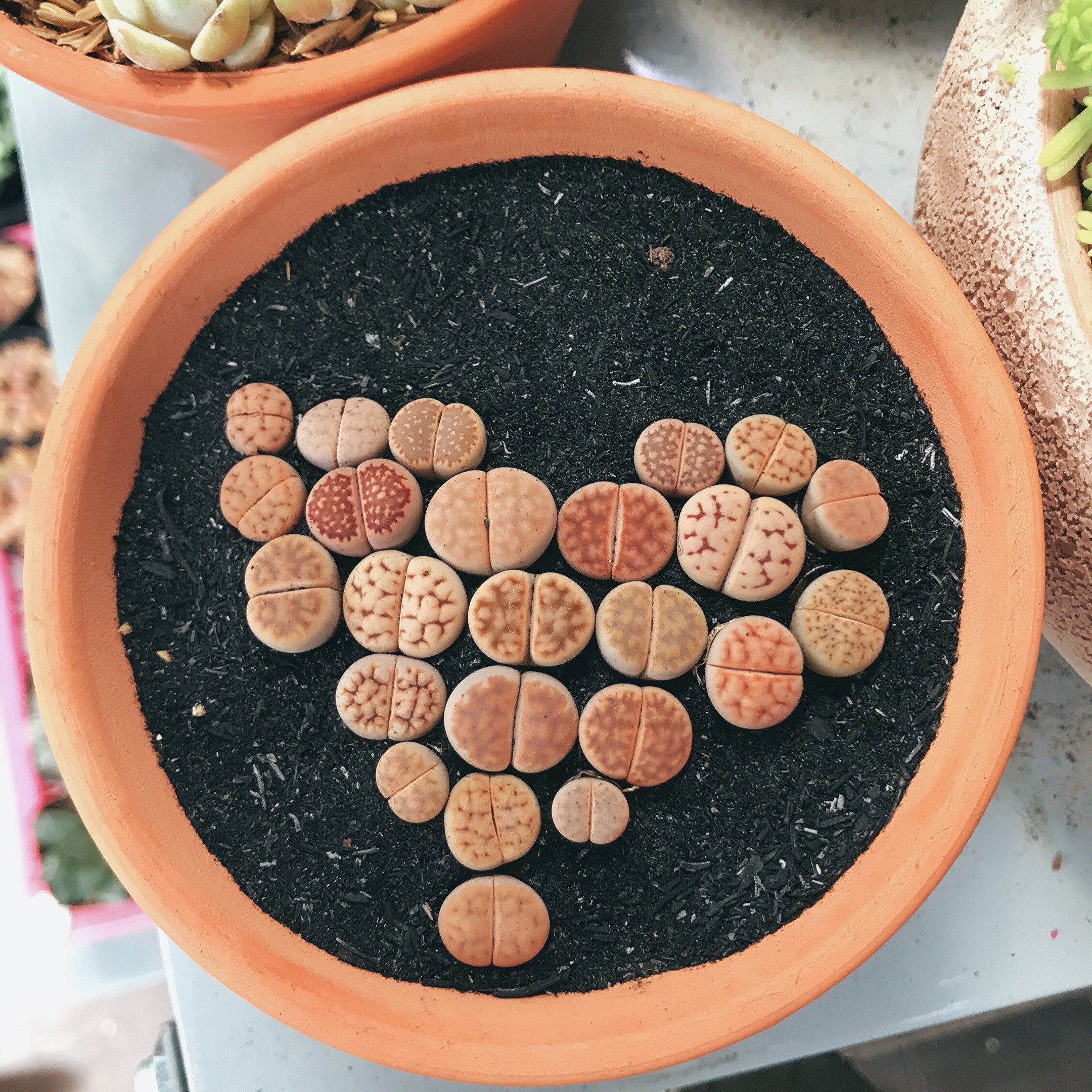 Sen đá Lithops - Thạch lan - chậu tròn