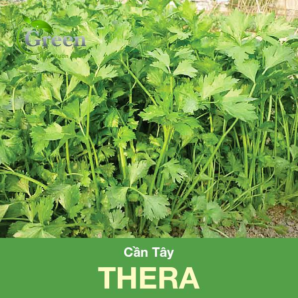 Hạt Giống Cần Tây Thera Trồng Quanh Năm, Phát Triển Tốt (Gói 5 gam ~ 7000 hạt)