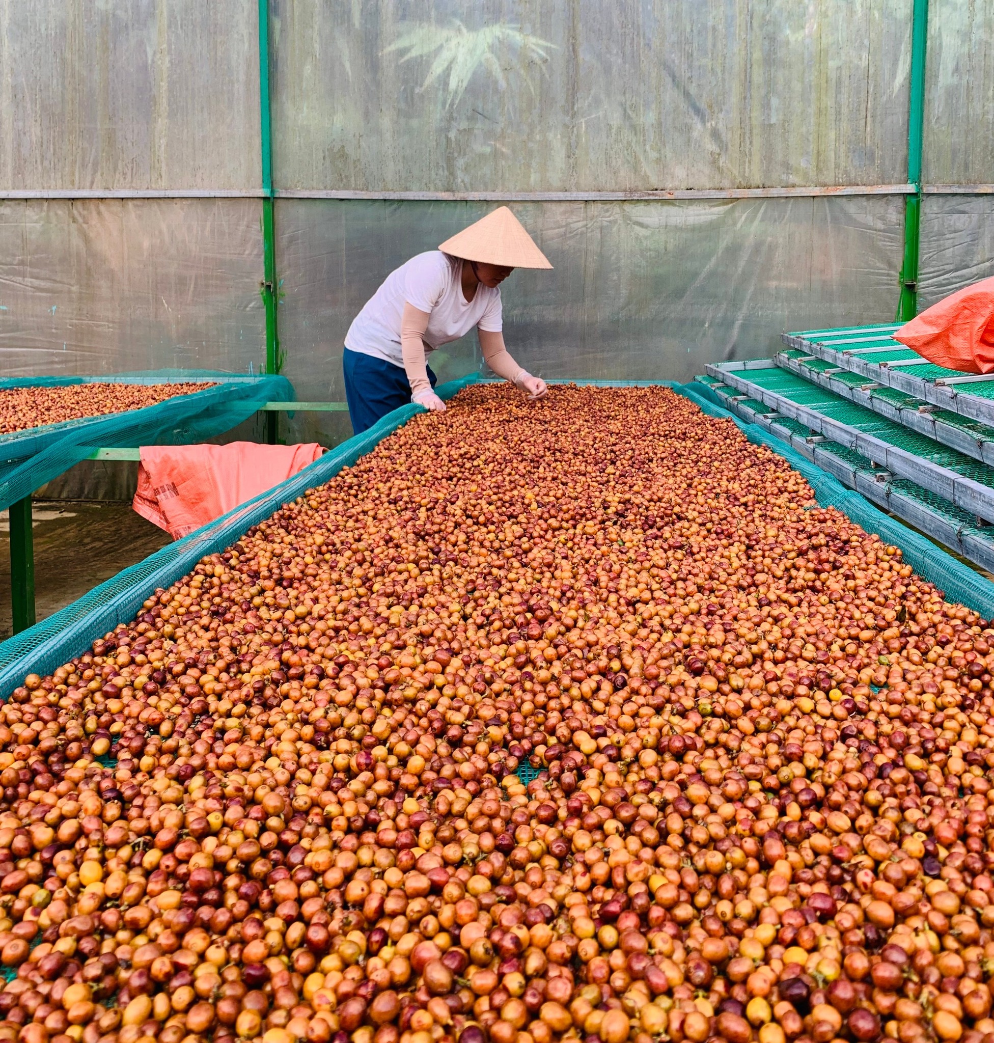ARABICA Sơ chế Natural -Khe Sanh, Quảng Trị (TOP1 ARABICA COFFEE - VN AMAZING CUP 2024 & 2023 & 2021)