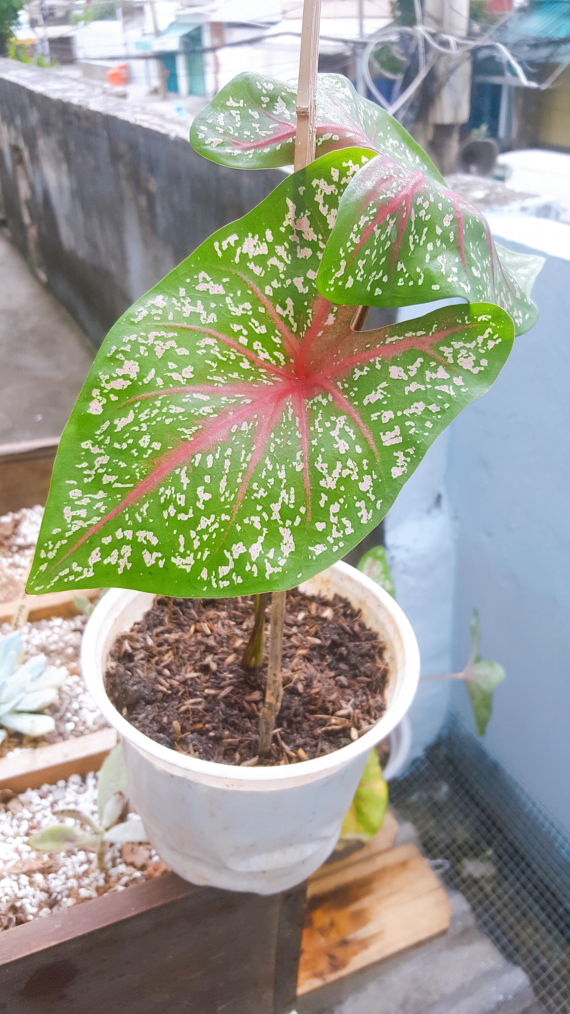 Cây môn kiểng gân hồng