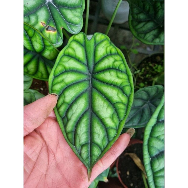 Cây rồng xanh - Alocasia dragon scale -(cây to)