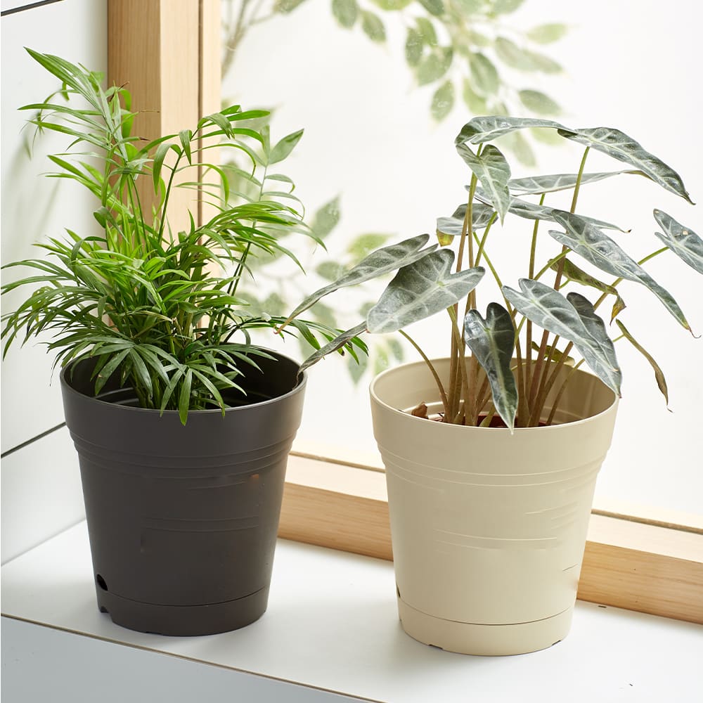 Chậu nhựa trồng cây 2 đáy cao cấp