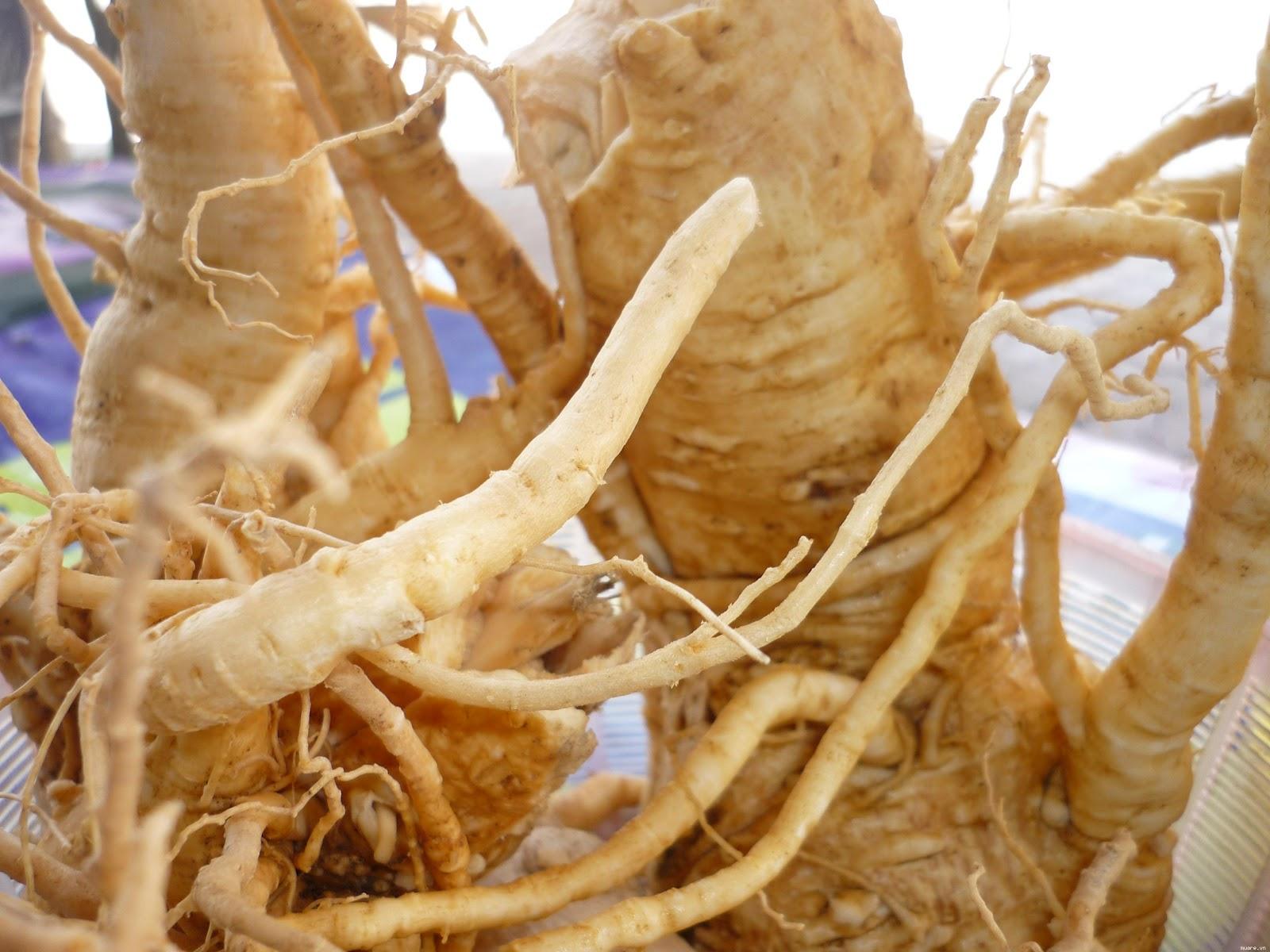 CỦ ĐINH LĂNG KHÔ CAO CẤP 1KG