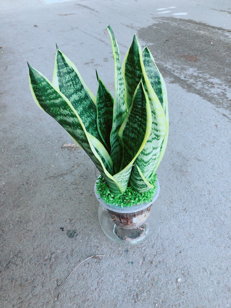 [HCM]Chậu Lưỡi Hổ Thuỷ Sinh