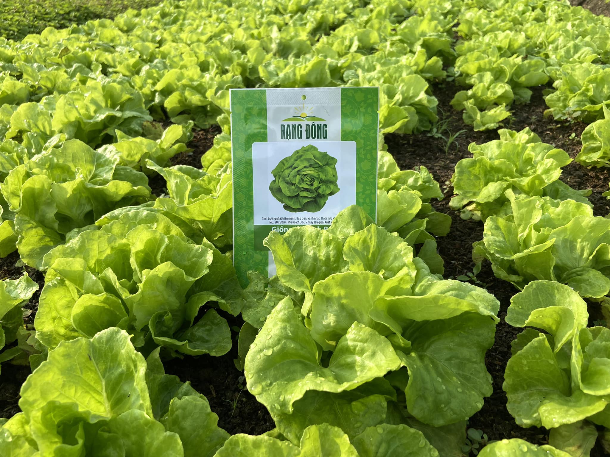 [Seeds] Hạt giống xà lách búp RD45, đóng gói 5gr (khoảng 2500 hạt)