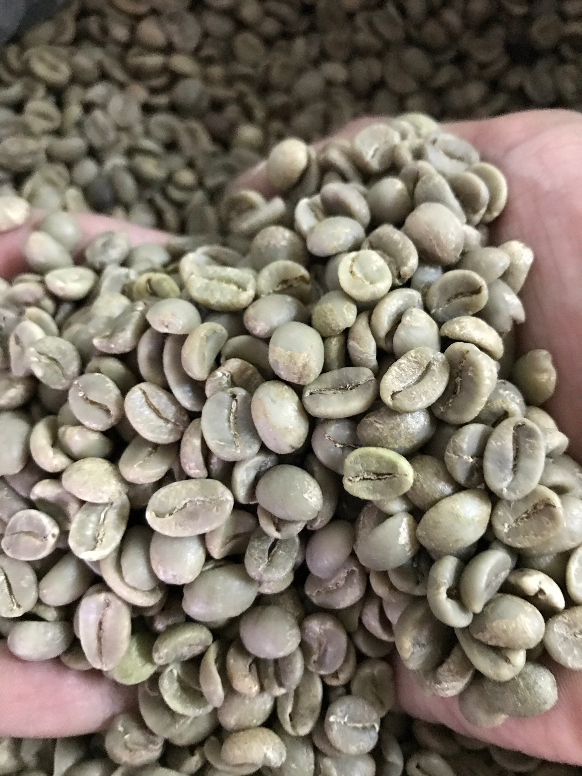 cà phê nhân sống chưa rang Robusta Đắk Lắk - Arabica Cầu Đất