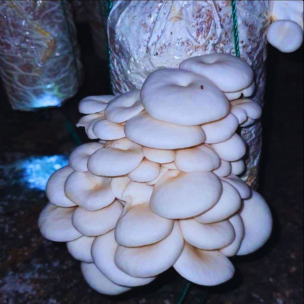 Phôi nấm (Combo 2 Bào ngư, 1 Sò)