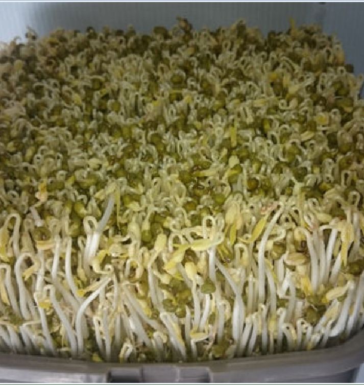 "Gói 100Gr Hạt " Hạt giống mầm đậu xanh ( mầm giá )