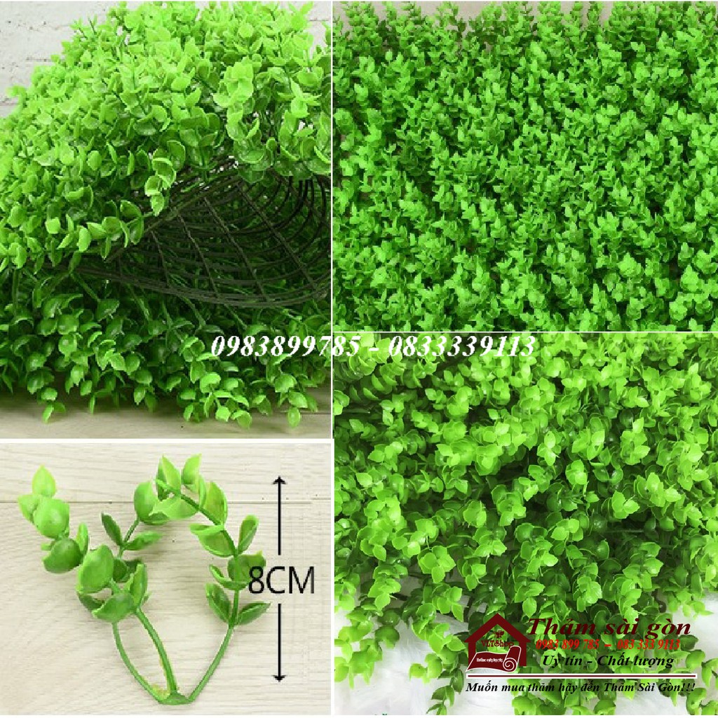 CỎ TAI CHUỘT TREO TƯỜNG