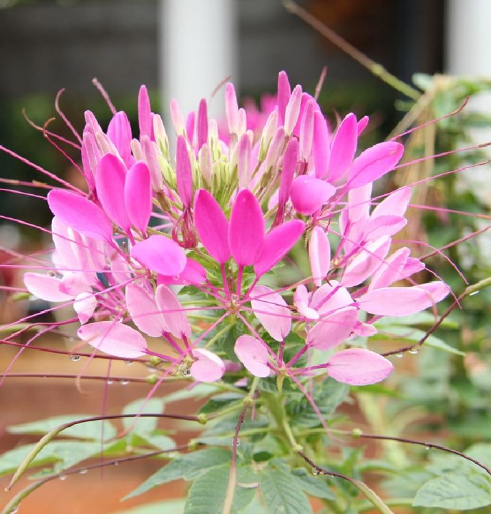 Hạt giống hoa Hồng Ri (Túy Điệp) Mix (Cleome) - gói 100 hạt