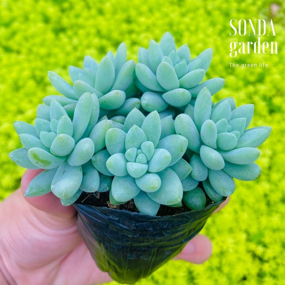 SEN ĐÁ CHUỖI NGỌC LAM SIZE BÉ LỖI 1 ĐỔI 1
