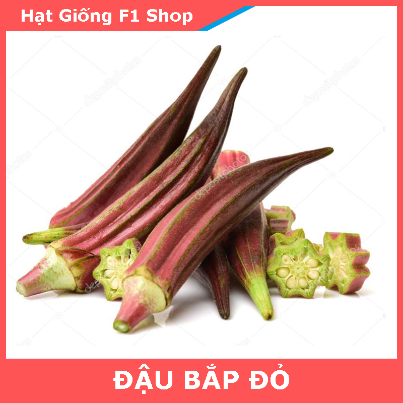 Hạt Giống Đậu Bắp Đỏ Sai Trái
