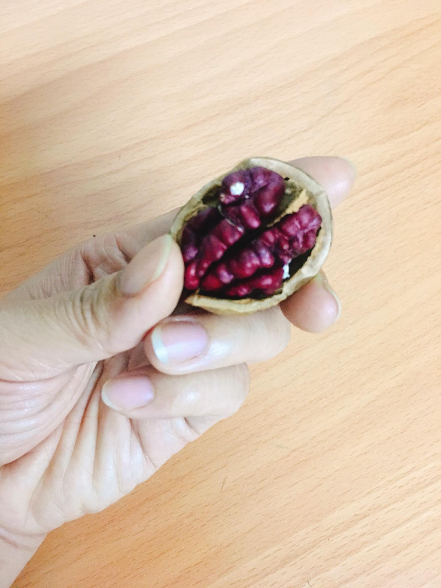 [HCM]ÓC CHÓ NHÂN ĐỎ (đã bóc vỏ) (500gr)