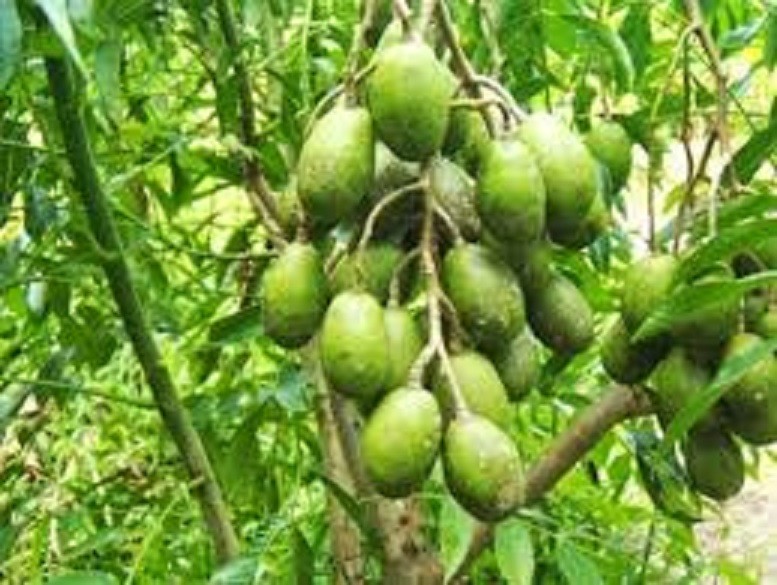 Cây cóc thái siêu quả - hàng cây giống f1