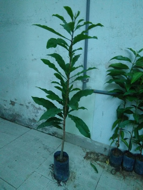 Combo of 3 Red-Flowered Sesame Plants, 70-80cm Tall