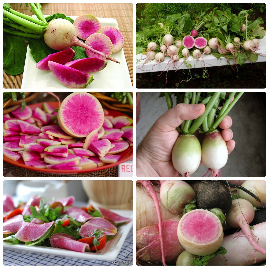 Hạt Giống Củ Cải Ruột Hồng