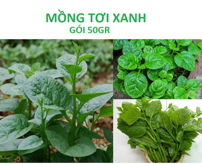500 hạt giống rau mồng tơi - gói 50gr