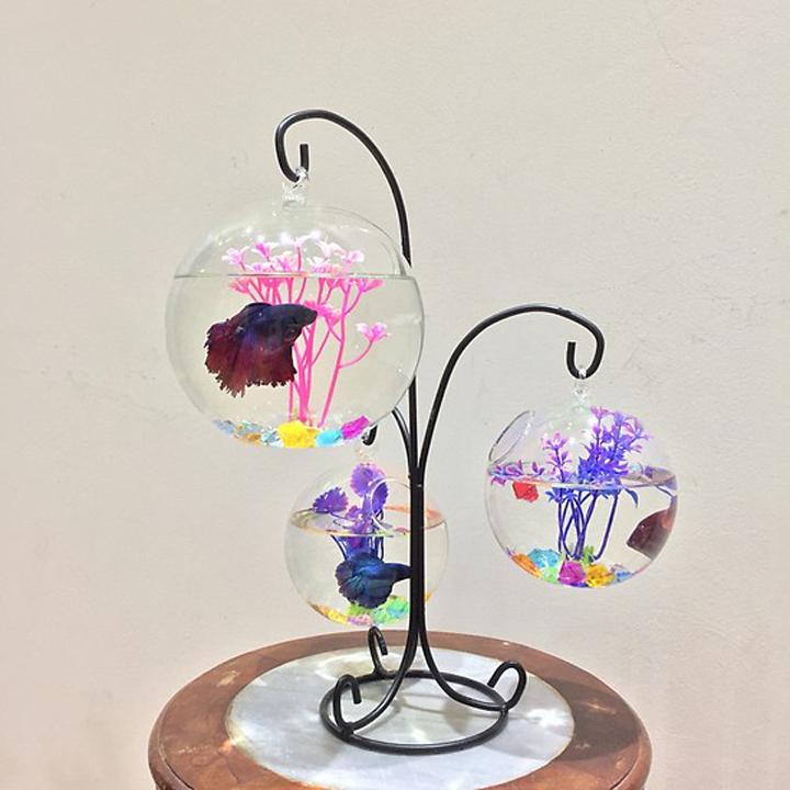 Bể cá mini Tam Trụ để bàn