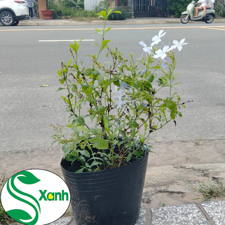 Cây hoa Thanh Xà